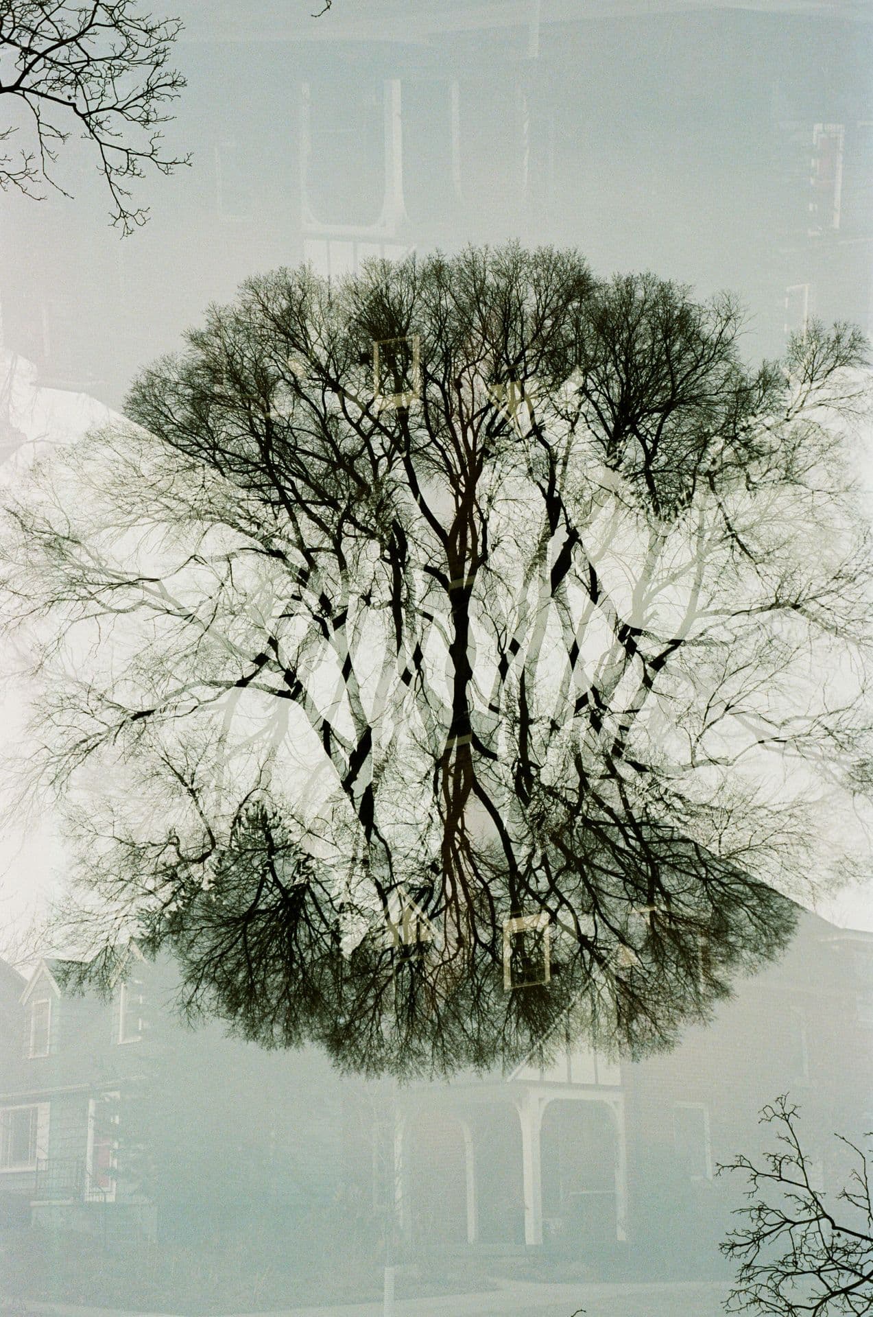 Neighborhood Double Exposure Trees Centered