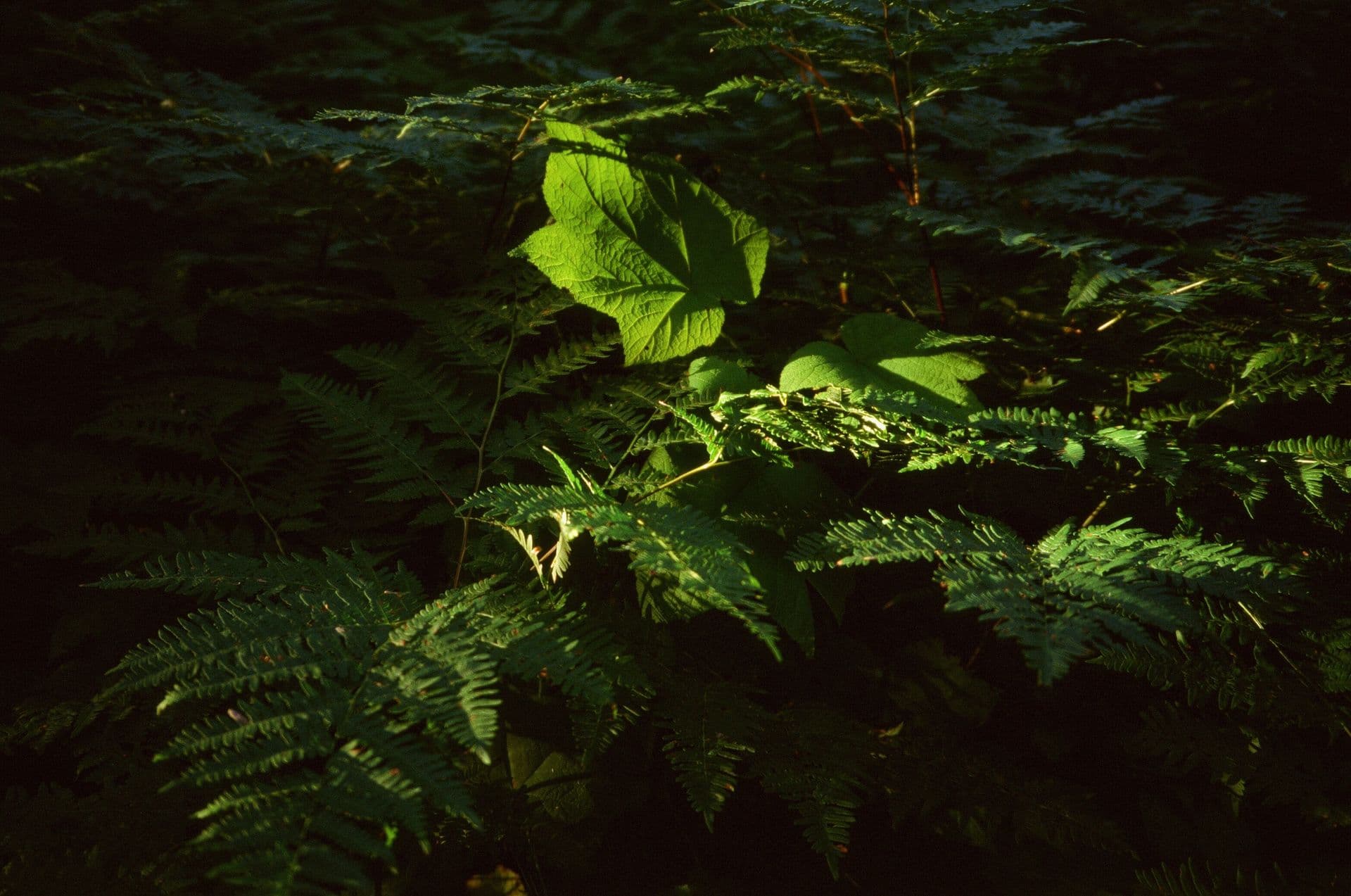 Leaves on Isle Royale