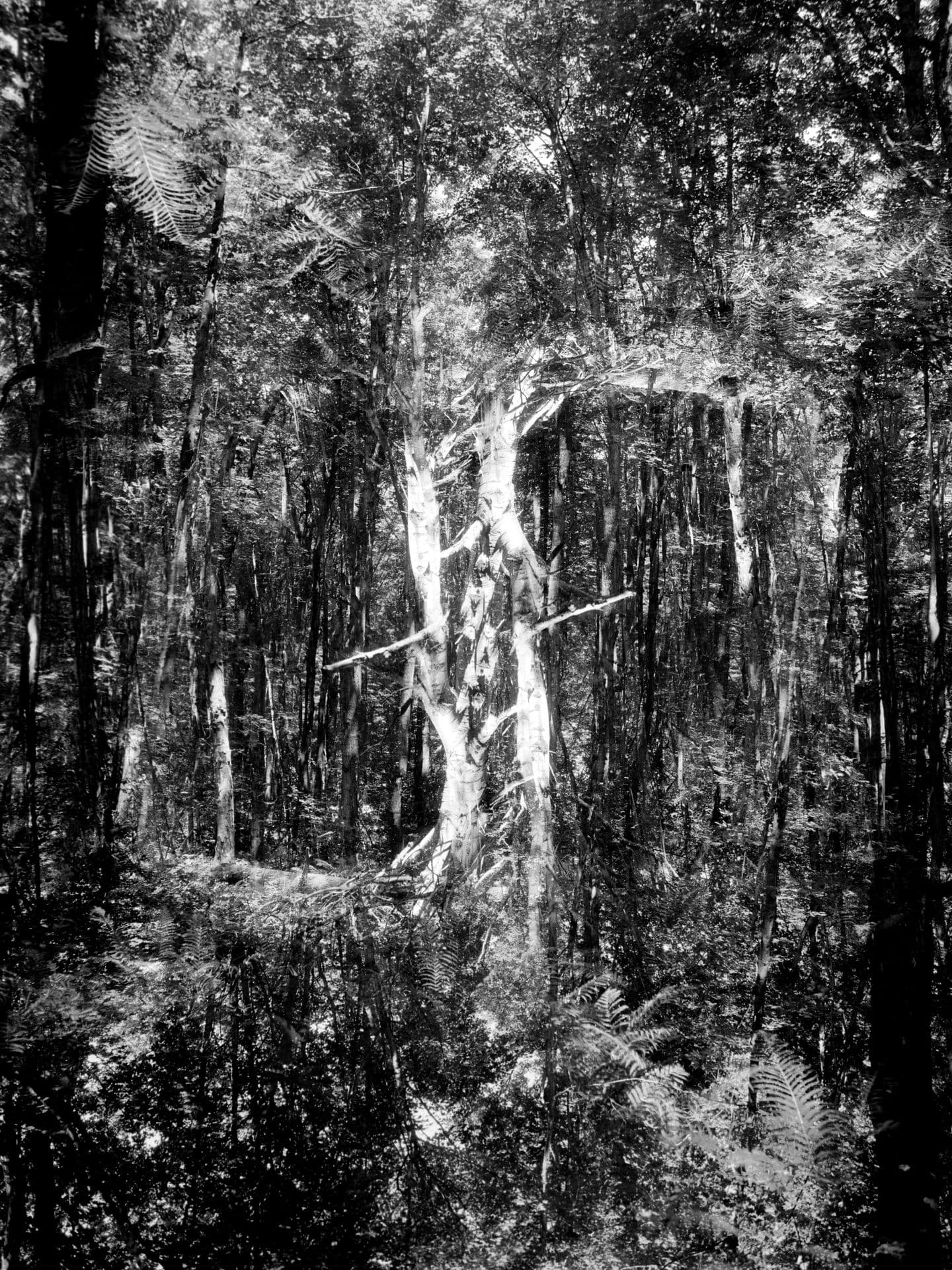 Chapel Falls Double Exposure