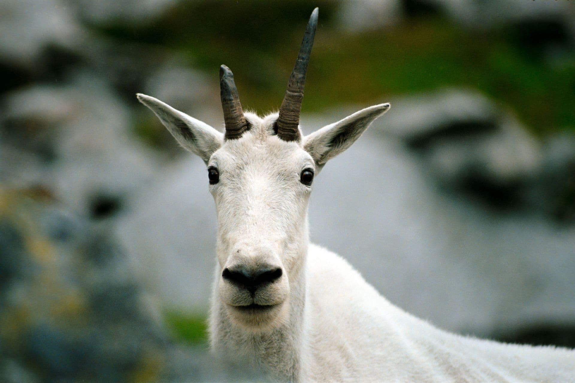 Mountain Goat Mother