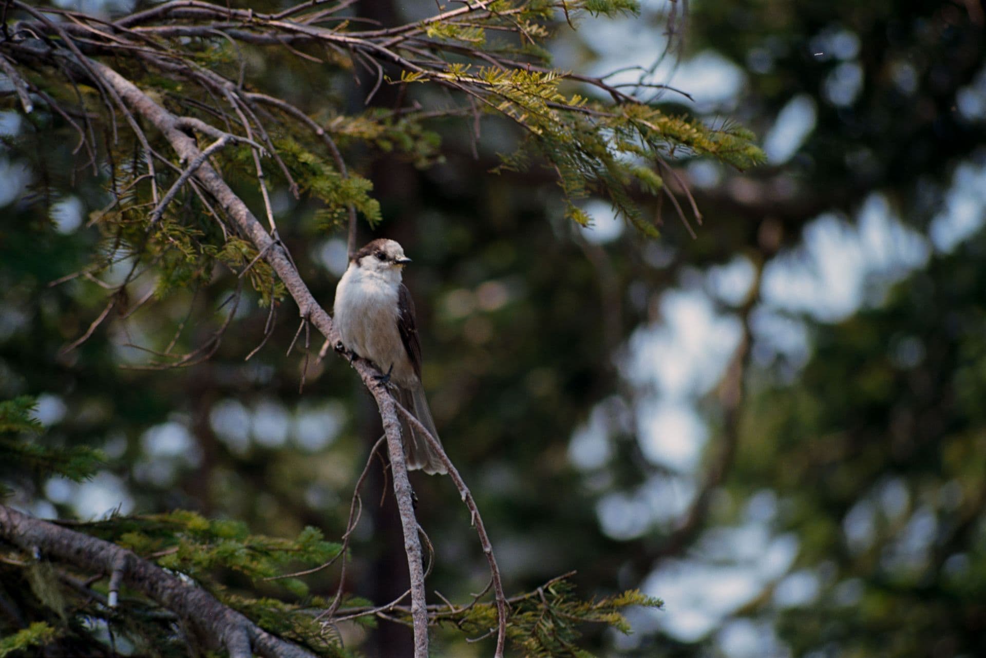 Canada Jay on Perch