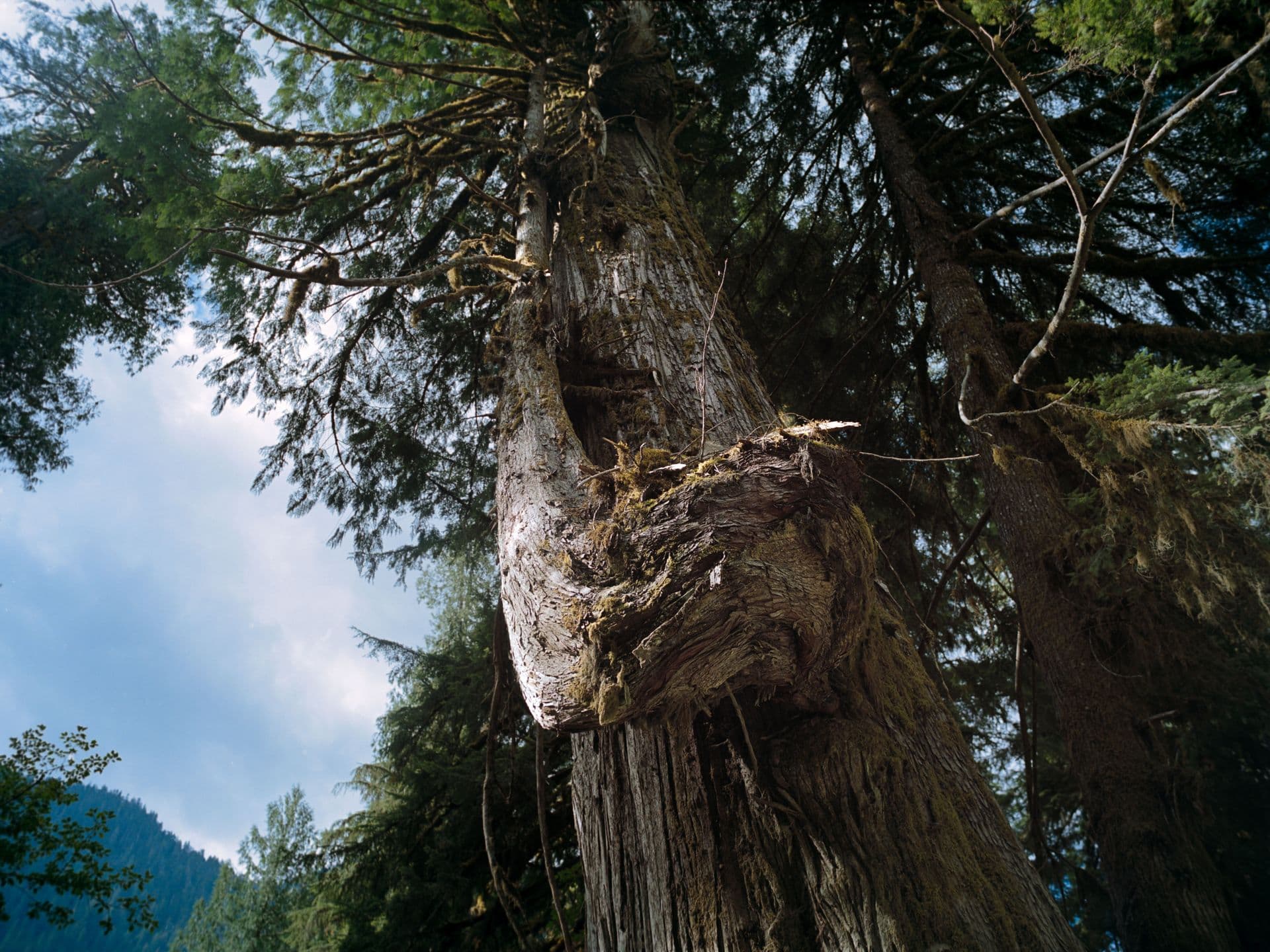Old Growth