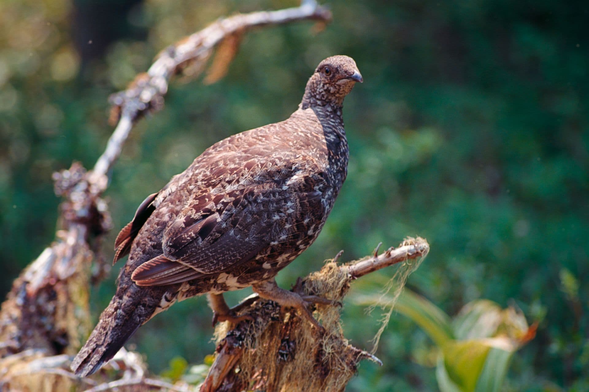 Sooty Grouse: Mt. Rainier