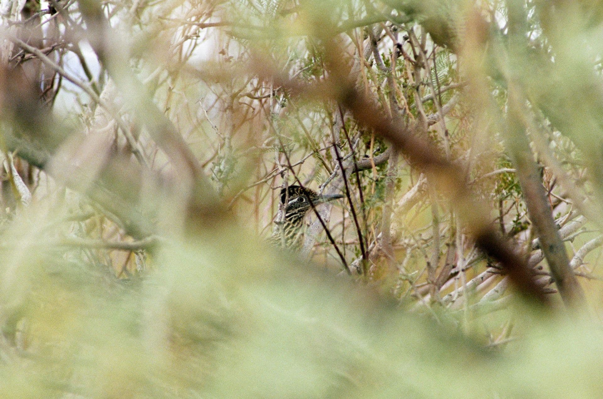 Greater Roadrunner (Shy)