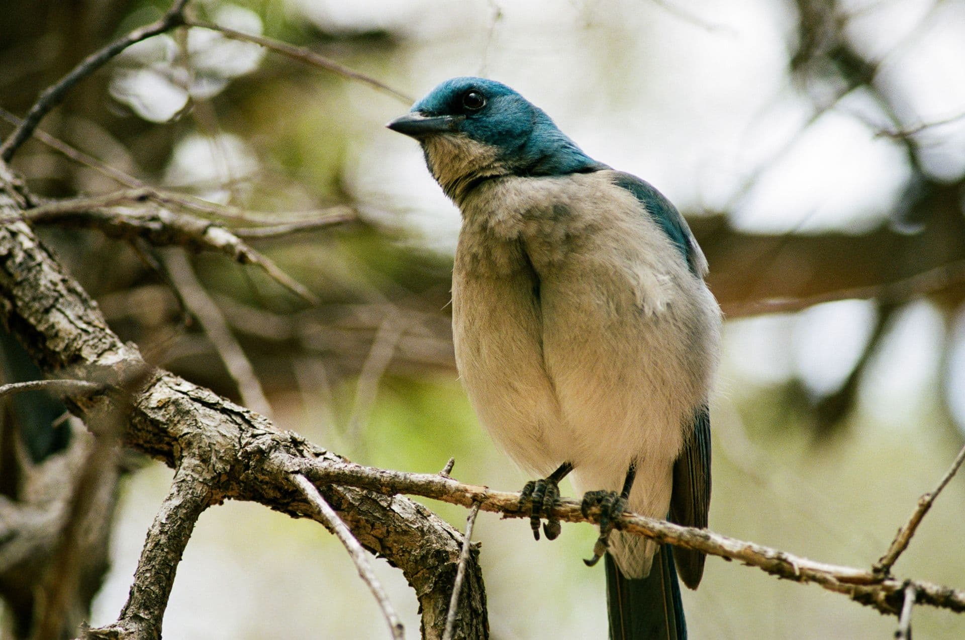 Mexican Jay