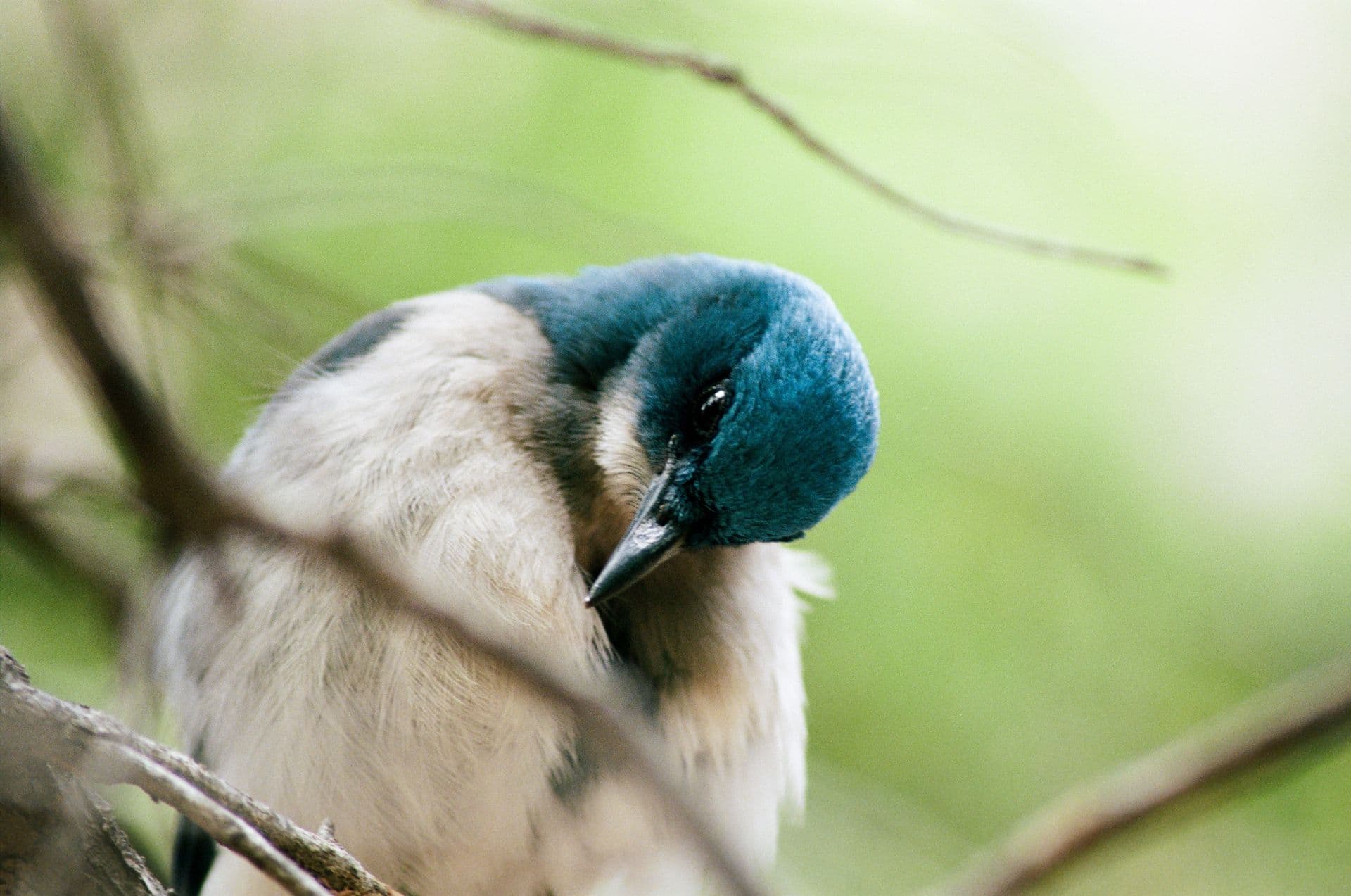 Mexican Jay - Looking Down