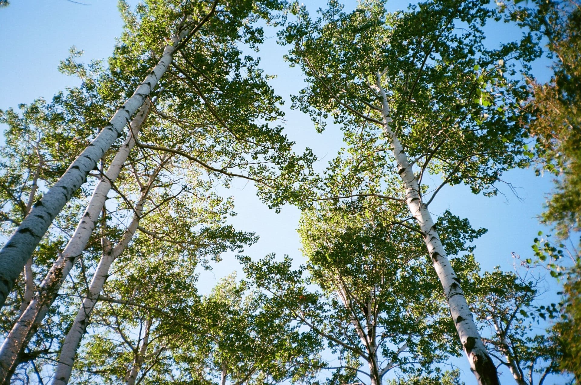 Isle Royale Birch