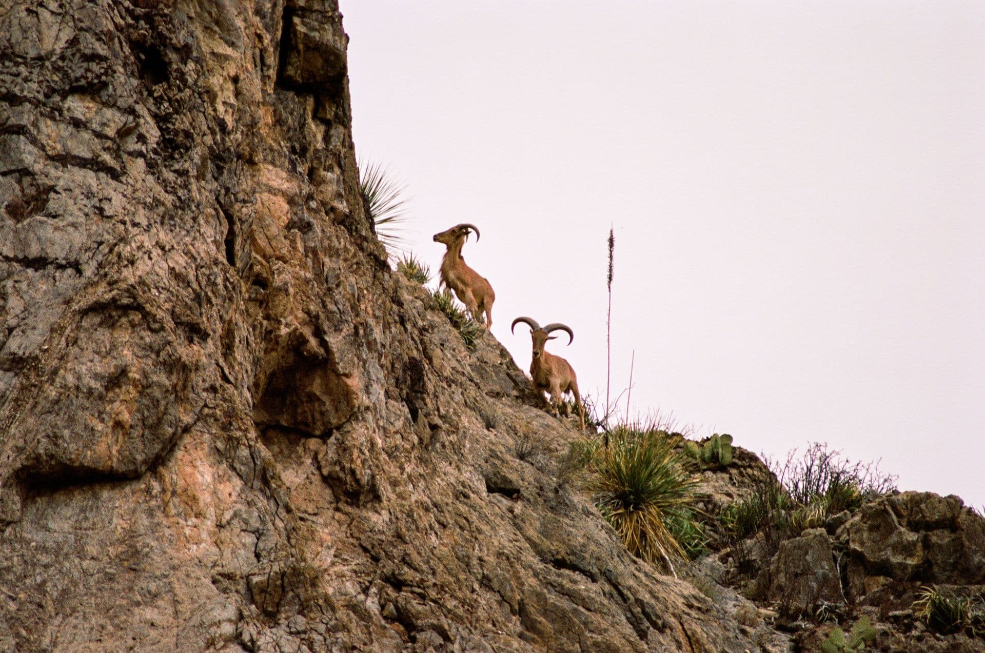Barbary Sheep by the Rio Grande